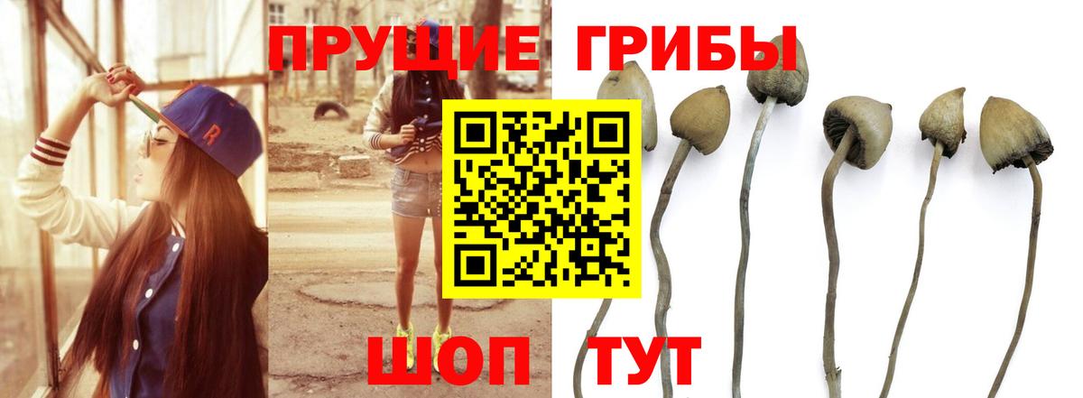 Галлюциногенные грибы Psilocybe Сухой Лог
